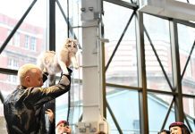 Brighton Racecourse hosting international cat competition this weekend to raise awareness about cat welfare issues