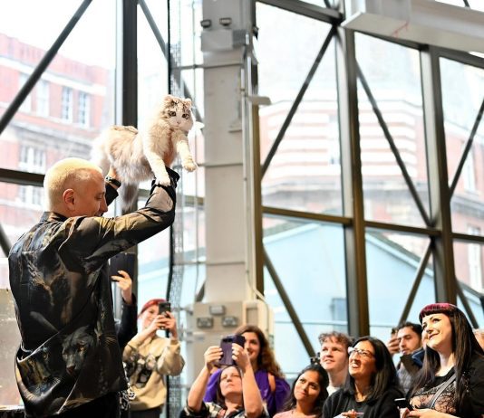 Brighton Racecourse hosting international cat competition this weekend to raise awareness about cat welfare issues