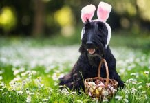 Brighton Vet Advice: How to Keep Your Pets Safe & Happy This Easter