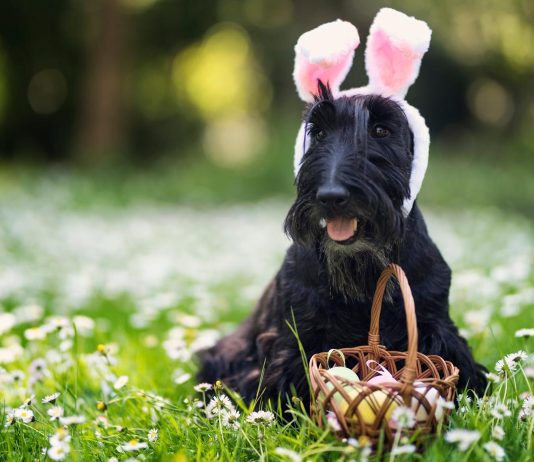Brighton Vet Advice: How to Keep Your Pets Safe & Happy This Easter