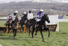 How many winners will Willie Mullins have on Gold Cup Day at the 2024 Cheltenham Festival?