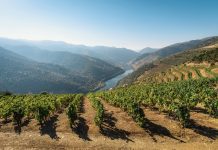 EU must wield agri-food policies to counter rural decline underlying farmers’ protests