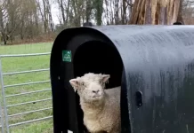 Loan a Lamb initiative cultivates hands-on learning for thousands of school children across Sussex and Surrey