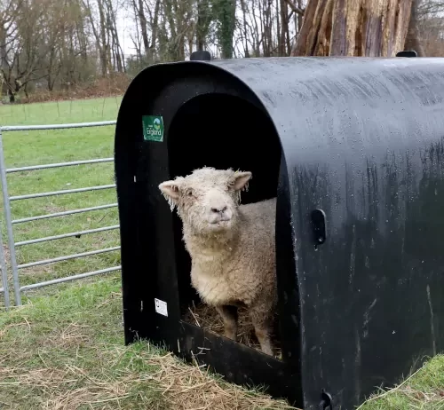Loan a Lamb initiative cultivates hands-on learning for thousands of school children across Sussex and Surrey
