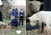 Loan a Lamb initiative cultivates hands-on learning for thousands of school children across Sussex