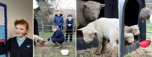 Loan a Lamb initiative cultivates hands-on learning for thousands of school children across Sussex