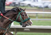 Top British Horse Racing Events to Watch This Summer