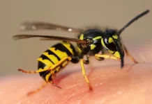 Weekend Culture-Where the UK’s wasps have gone and why they need our help