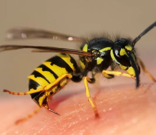 Weekend Culture-Where the UK’s wasps have gone and why they need our help