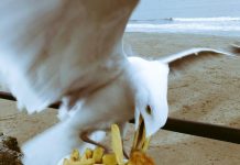 Weekend Culture-Why seagulls don’t want your chips as much as you might think