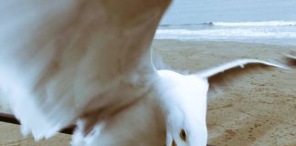 Weekend Culture-Why seagulls don’t want your chips as much as you might think
