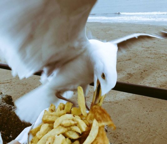 Weekend Culture-Why seagulls don’t want your chips as much as you might think