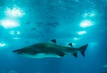 Why Are Sharks Washing Up on Brighton Beach?