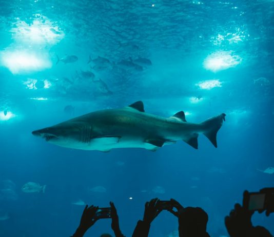 Why Are Sharks Washing Up on Brighton Beach?