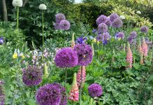 Spectacular Allium Extravaganza blooms again at Arundel Castle this May