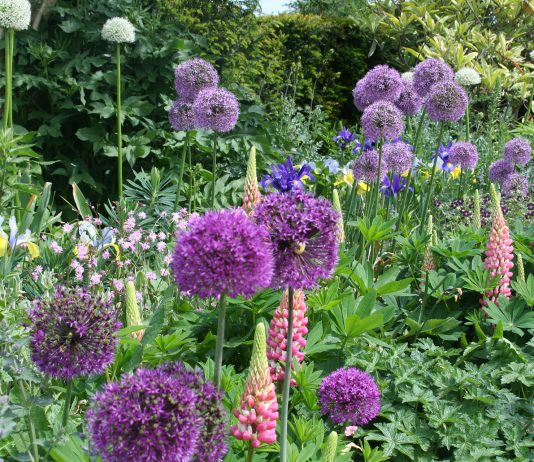 Spectacular Allium Extravaganza blooms again at Arundel Castle this May