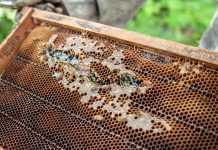 Sustainable Gardening and Beekeeping for a Thriving Ecosystem