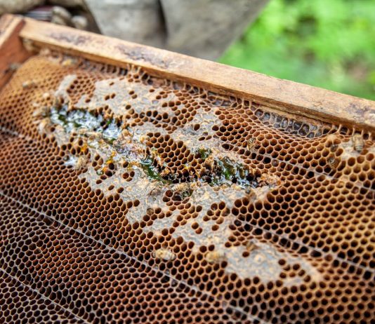 Sustainable Gardening and Beekeeping for a Thriving Ecosystem