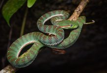 Weekend Feature- Britain has a new snake species but how long will it stay?