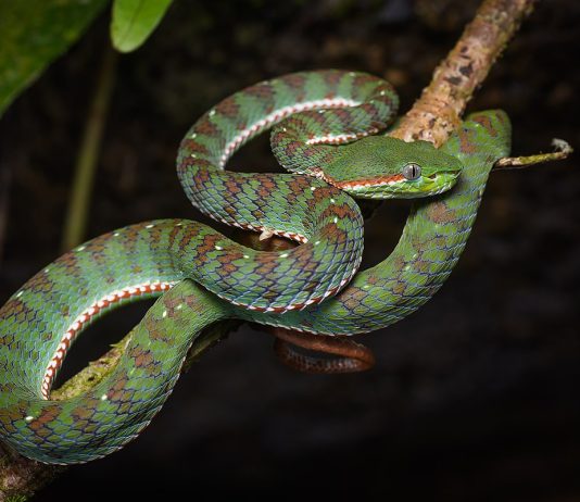 Weekend Feature- Britain has a new snake species but how long will it stay?