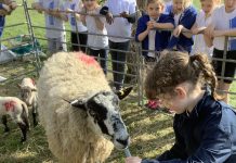 Thousands of Sussex and Surrey pupils take part in ‘Loan a Lamb’ initiative