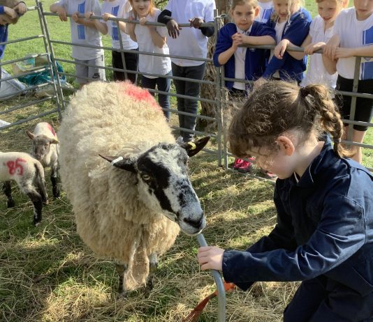 Thousands of Sussex and Surrey pupils take part in ‘Loan a Lamb’ initiative