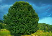 Rare elms in the spotlight for Sussex Tree Festival