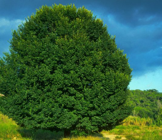 Rare elms in the spotlight for Sussex Tree Festival