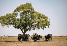 Top 5 Tips for an Incredible Zimbabwe Safari