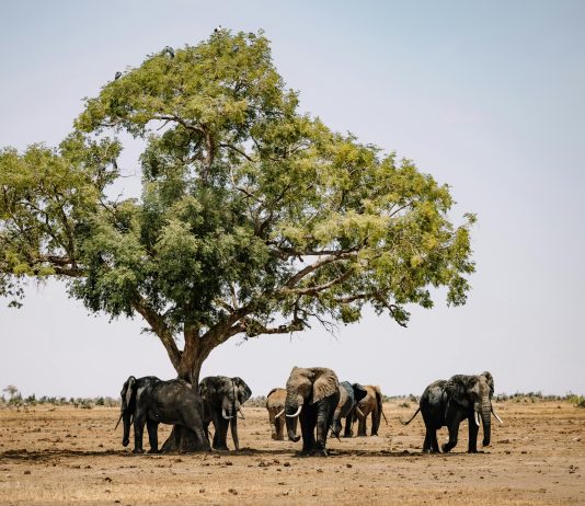 Top 5 Tips for an Incredible Zimbabwe Safari