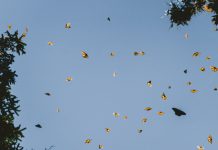 Wish Park – a better place for bees and butterflies