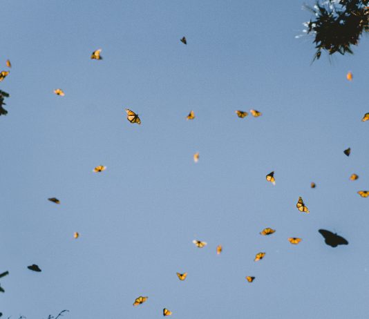 Wish Park – a better place for bees and butterflies