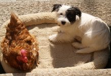Urgent Appeal for Rehousing of 580 Hens in Sussex