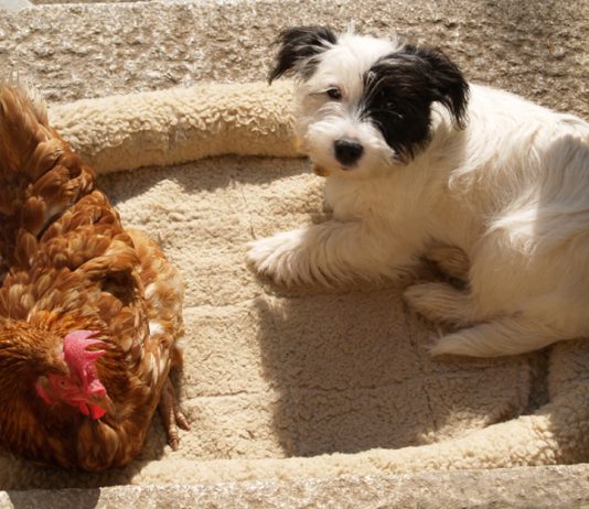 Urgent Appeal for Rehousing of 580 Hens in Sussex