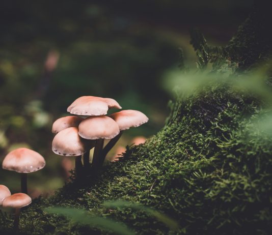 Weekend Feature-New study finds enduring relief from depression following psilocybin therapy