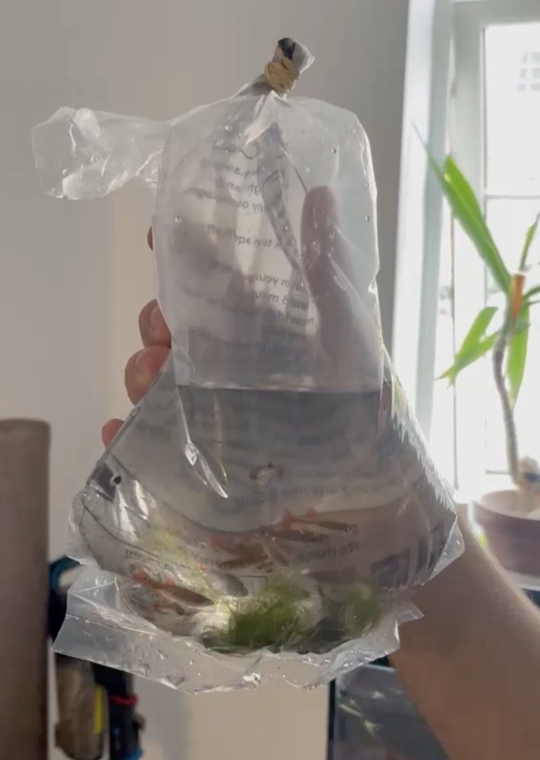 goldfish