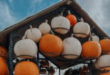 Spooky fun & family deals this half term at Brighton & Hove Museums