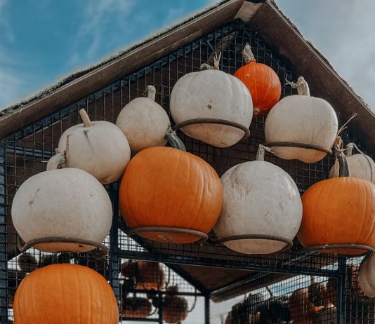 Spooky fun & family deals this half term at Brighton & Hove Museums