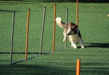 We Love Dogs National Dog Show Returns to South of England Showground