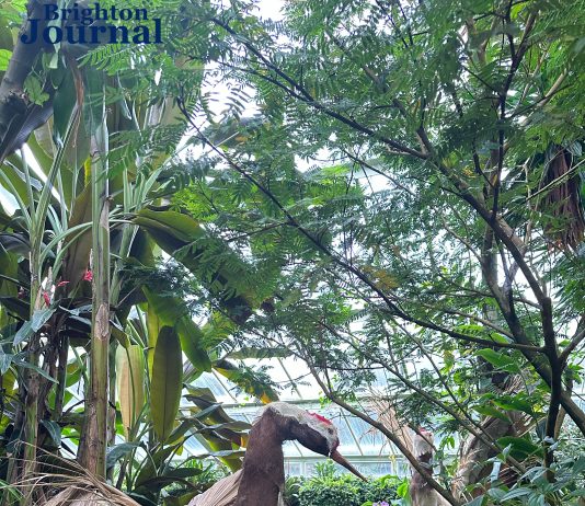 Why Kew’s Orchid Festival Is Worth a Winter Journey from Brighton