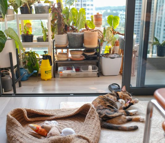 Everything You Need to Know About Indoor-Outdoor Living