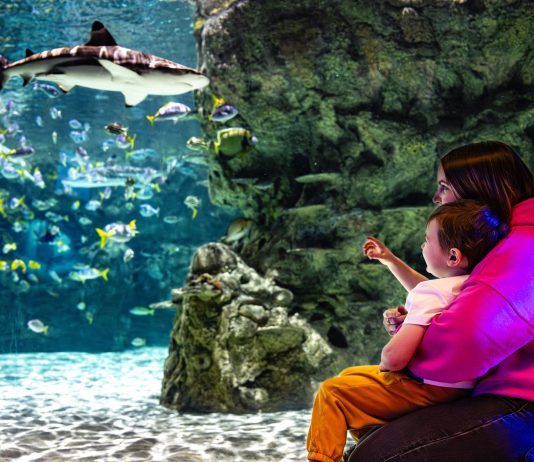 Review – Sea Life Brighton Sea Life Brighton