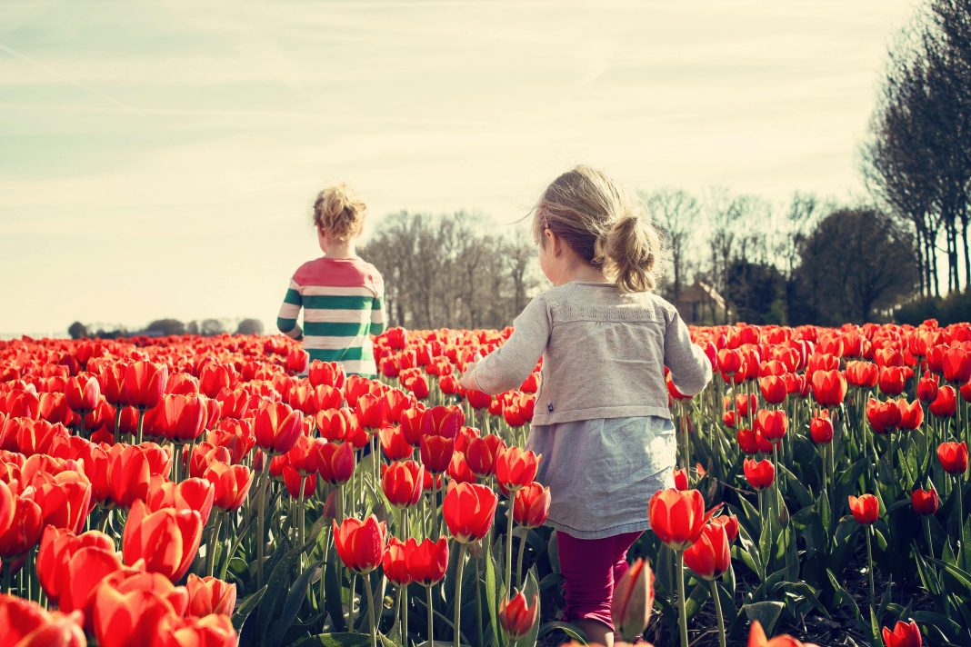 Tulleys Tulip Fest 2026