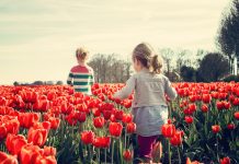 Tulleys Tulip Fest – Sussex’s Most Spectacular Spring Event Tulleys Tulip Fest 2026
