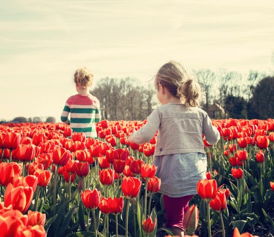 Tulleys Tulip Fest – Sussex’s Most Spectacular Spring Event Tulleys Tulip Fest 2026