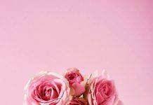 Roses to Take Centre Stage at Arundel Castle