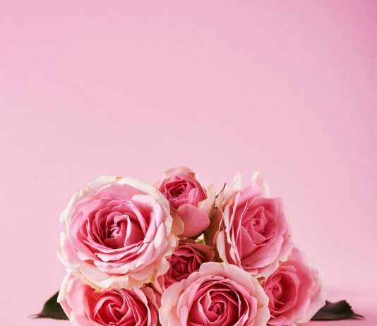 Roses to Take Centre Stage at Arundel Castle