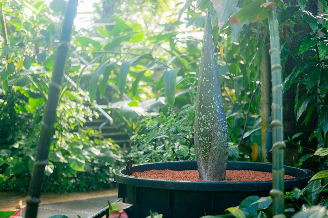 Kew Gardens corpse flower titan arum 2026 Princess of Wales Conservatory