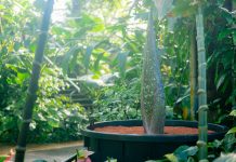 Kew Gardens Corpse Flower 2026 — The Titan Arum Is About to Bloom Kew Gardens corpse flower titan arum 2026 Princess of Wales Conservatory