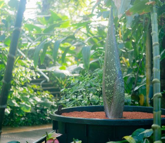 Kew Gardens Corpse Flower 2026 — The Titan Arum Is About to Bloom Kew Gardens corpse flower titan arum 2026 Princess of Wales Conservatory